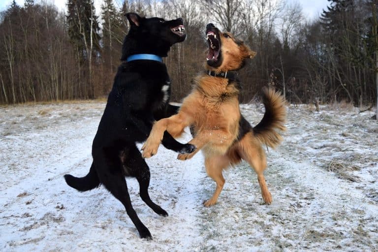 Two dogs snarl and jump at one another in the snow.