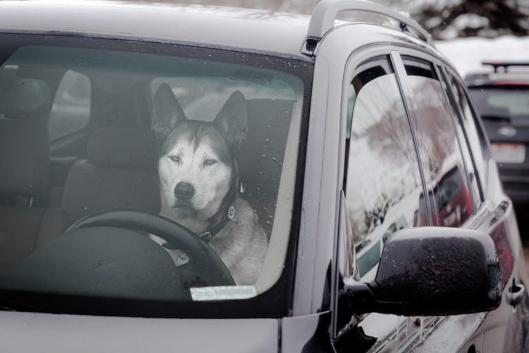 Is Leaving a Dog in a Hot Car a Crime in California?