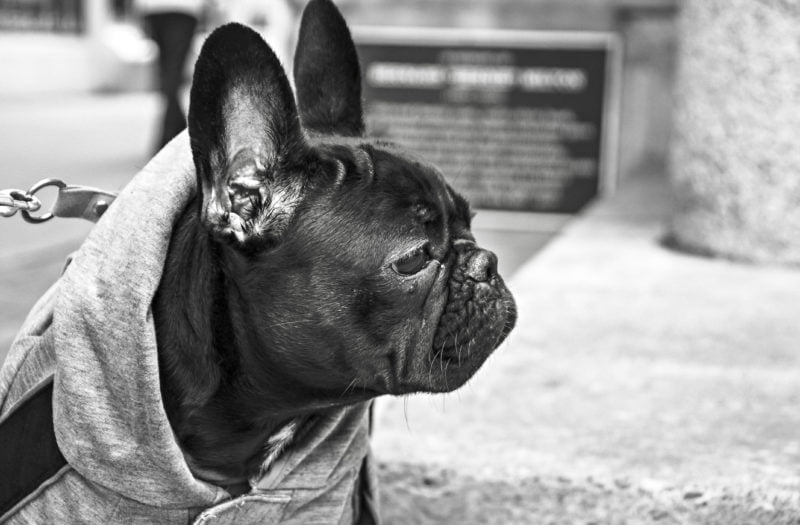 A French bulldog in a hoodie to illustrate what happens to a dog when someone is arrested